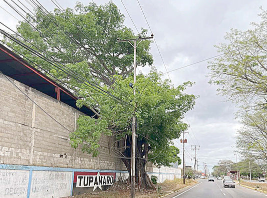 Gigantesco árbol destroza Paseo Caroní